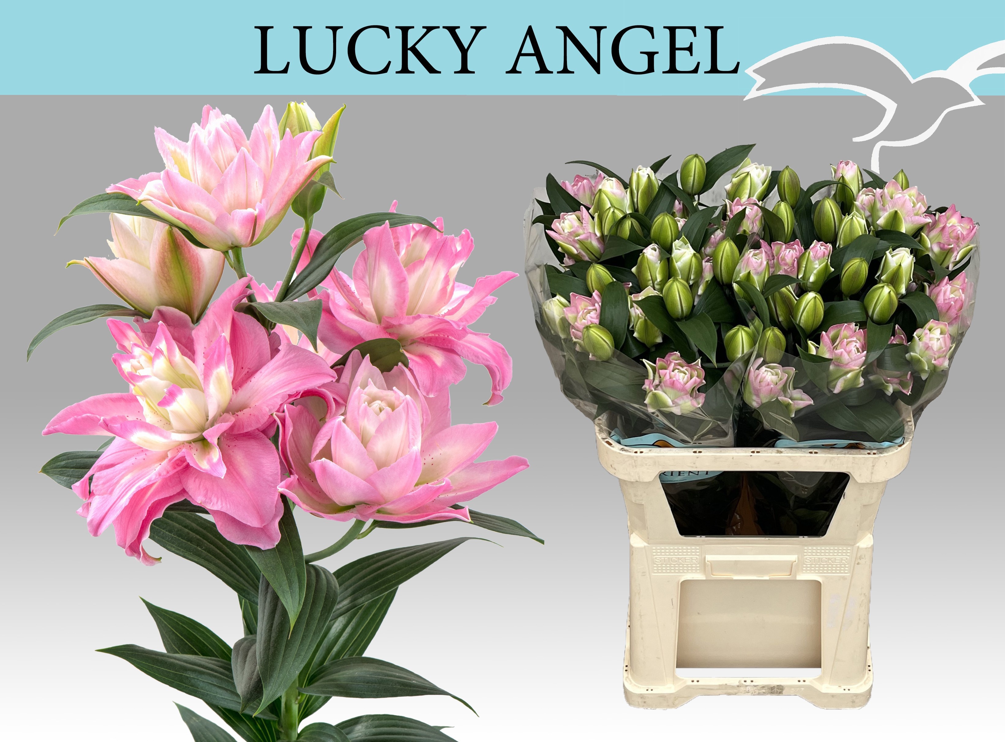 Li Or Du Lucky Angel 80cm 3/5bl