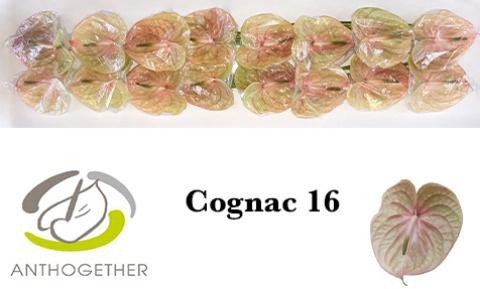 Anthurium Cognac 11Ø