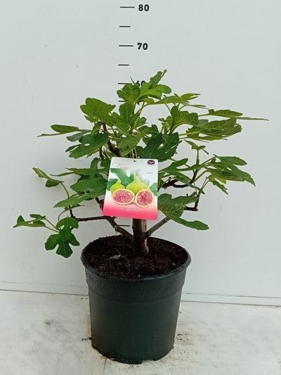 Ficus carica