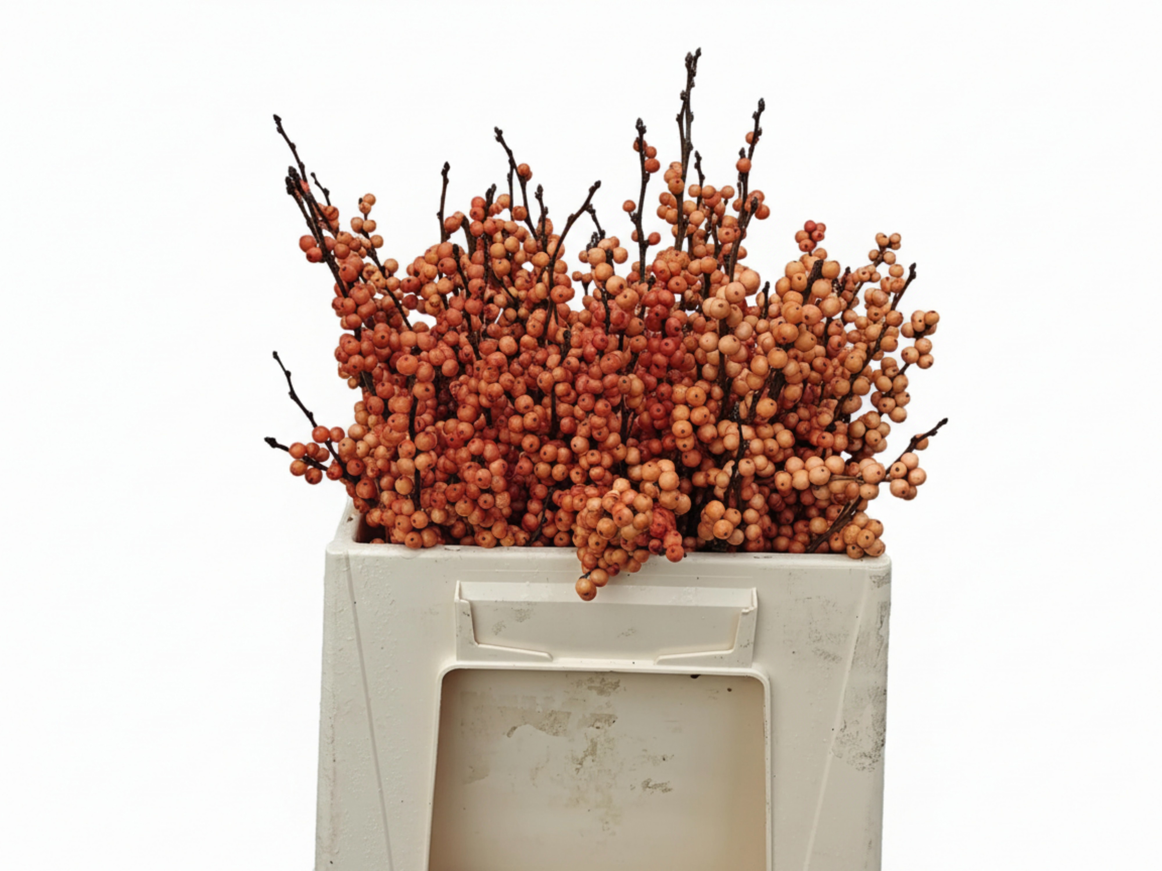 Ilex Winter Gold 30cm