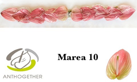 Anth A Marea