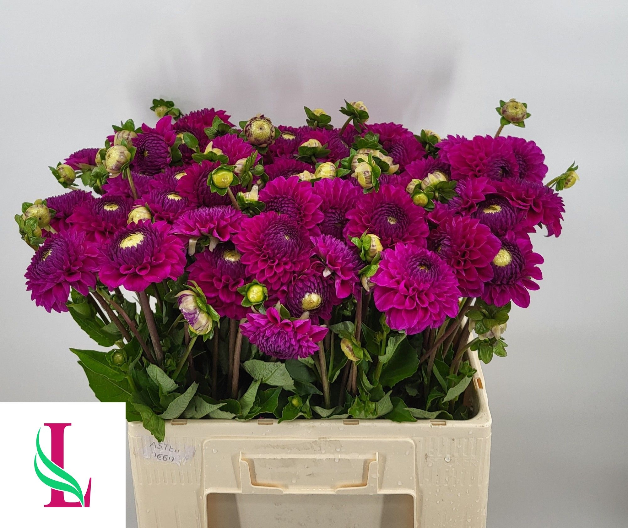 Dahlia Cryfield Harmony 50cm