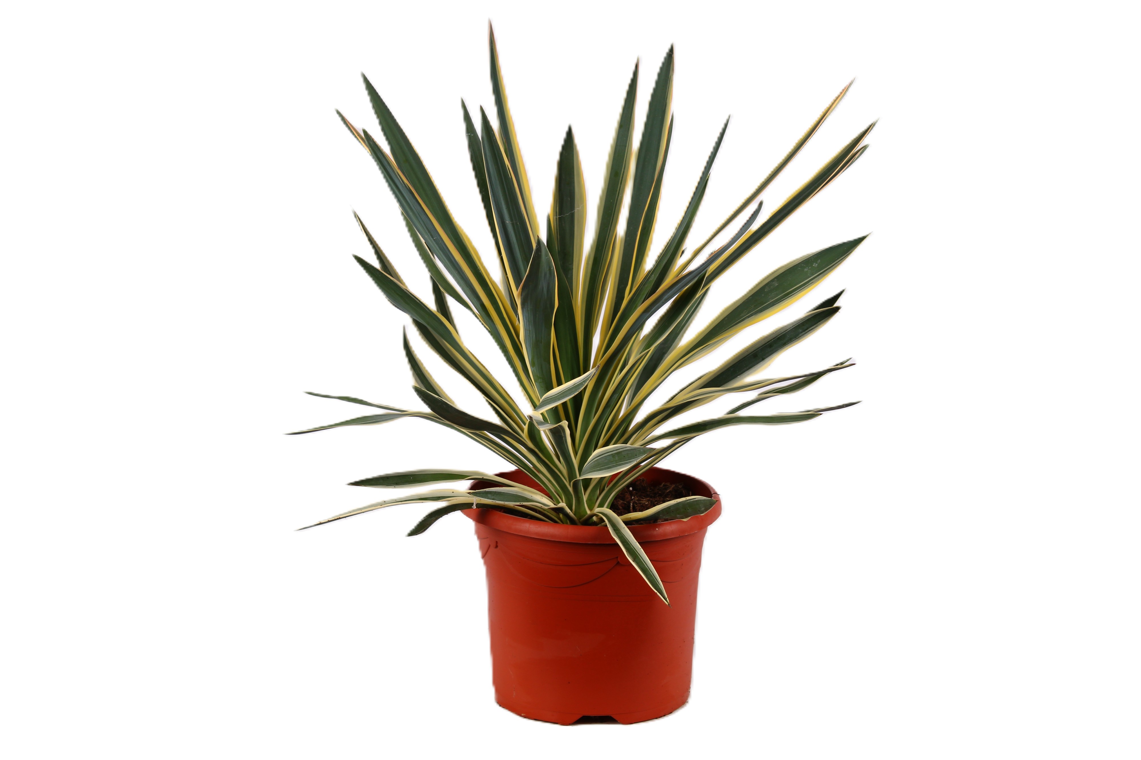 Picture of Yucca gloriosa Variegata