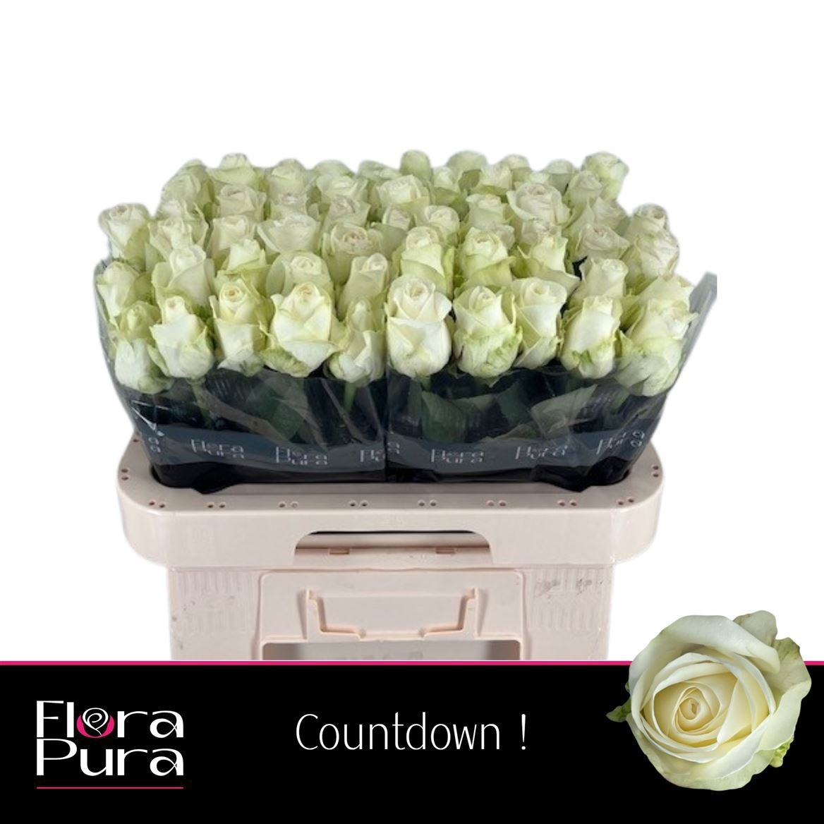 R Gr Countdown!
