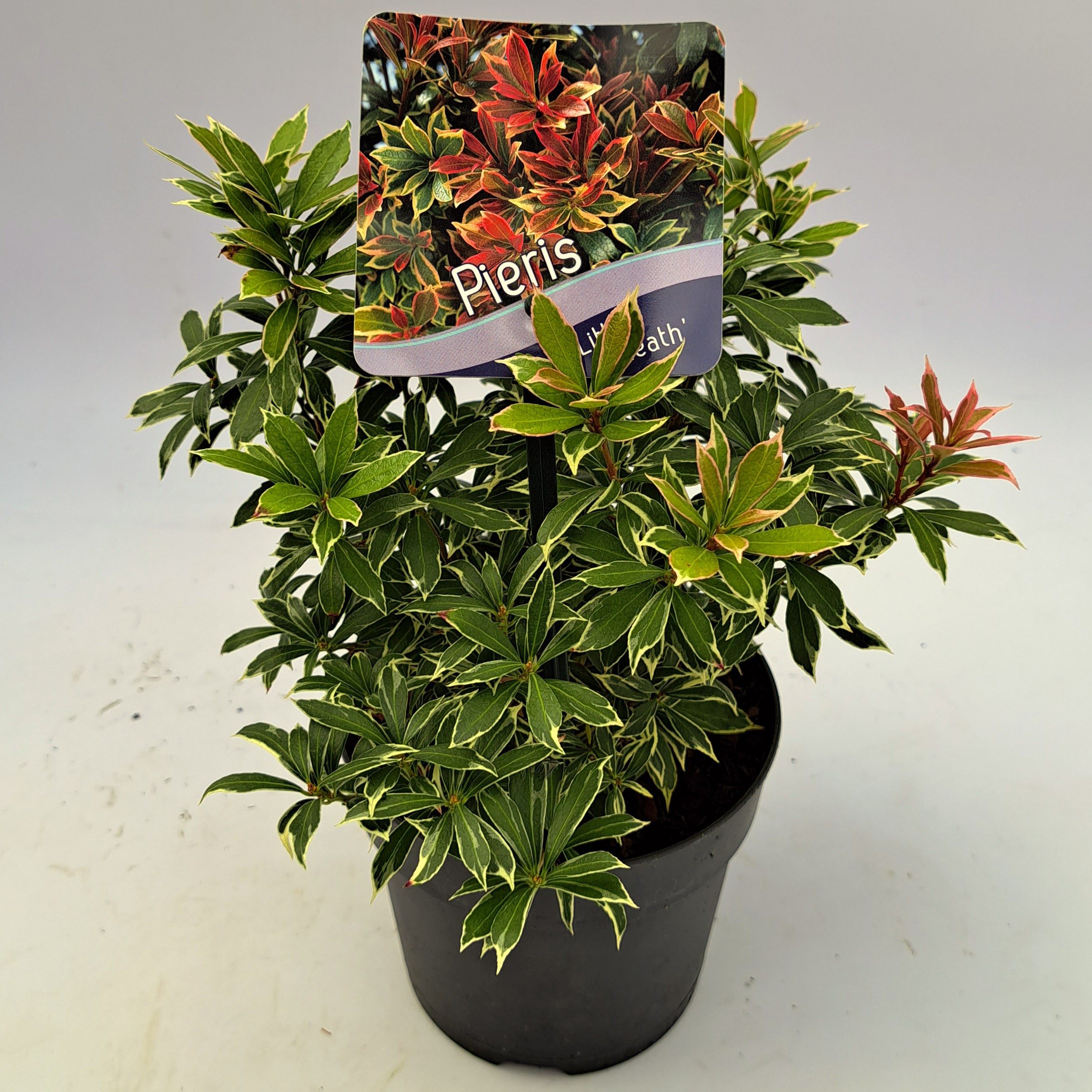 Picture of Pieris japonica Little Heath P13