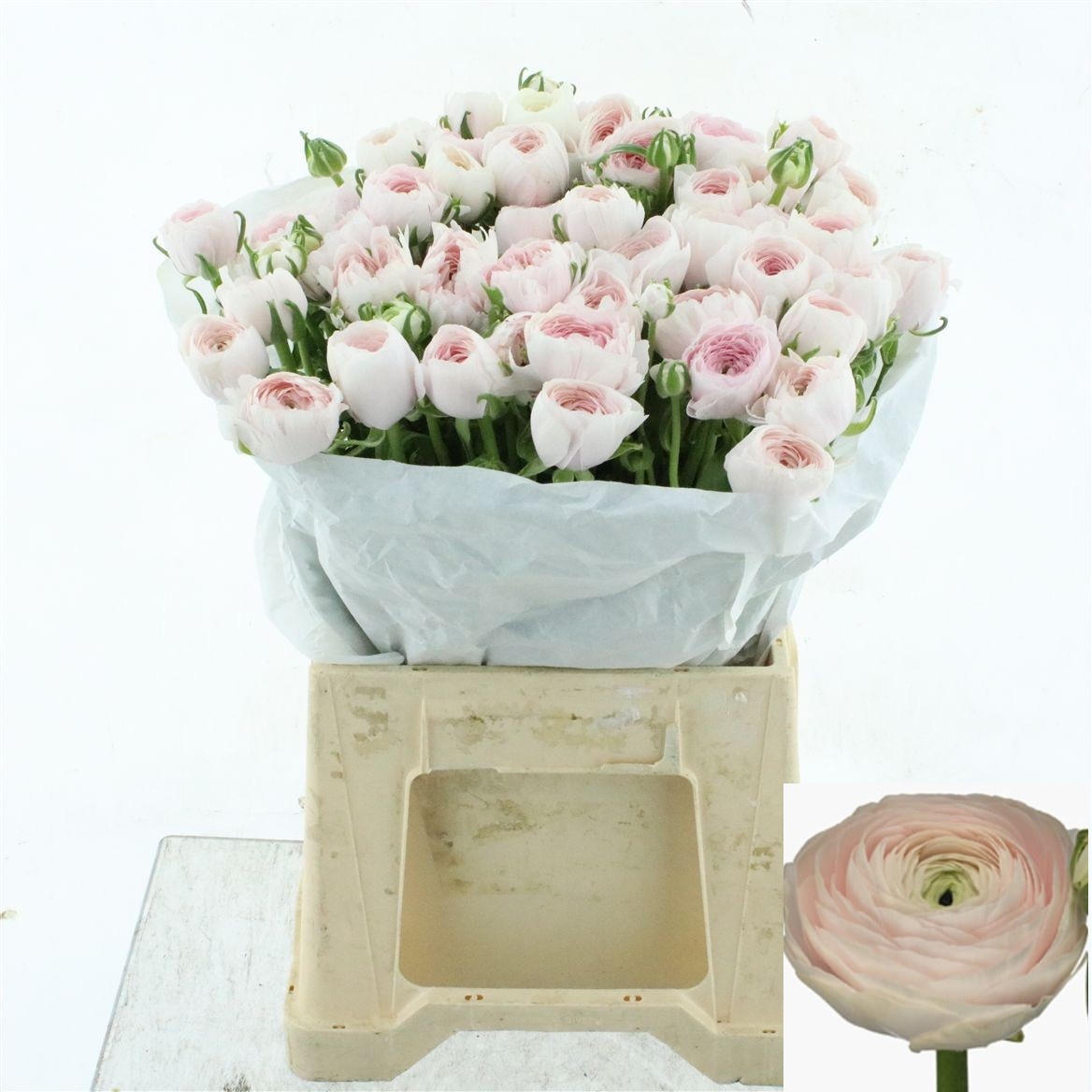 Ranunculus Success Hanoi 45cm