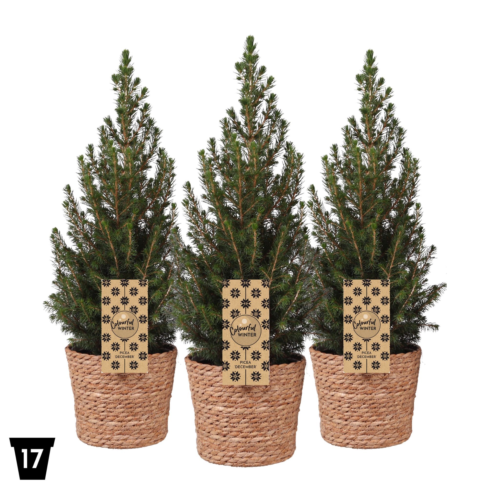 Picture of Picea glauca December (Basket) P17 (2 Ltr) (LOOSE)