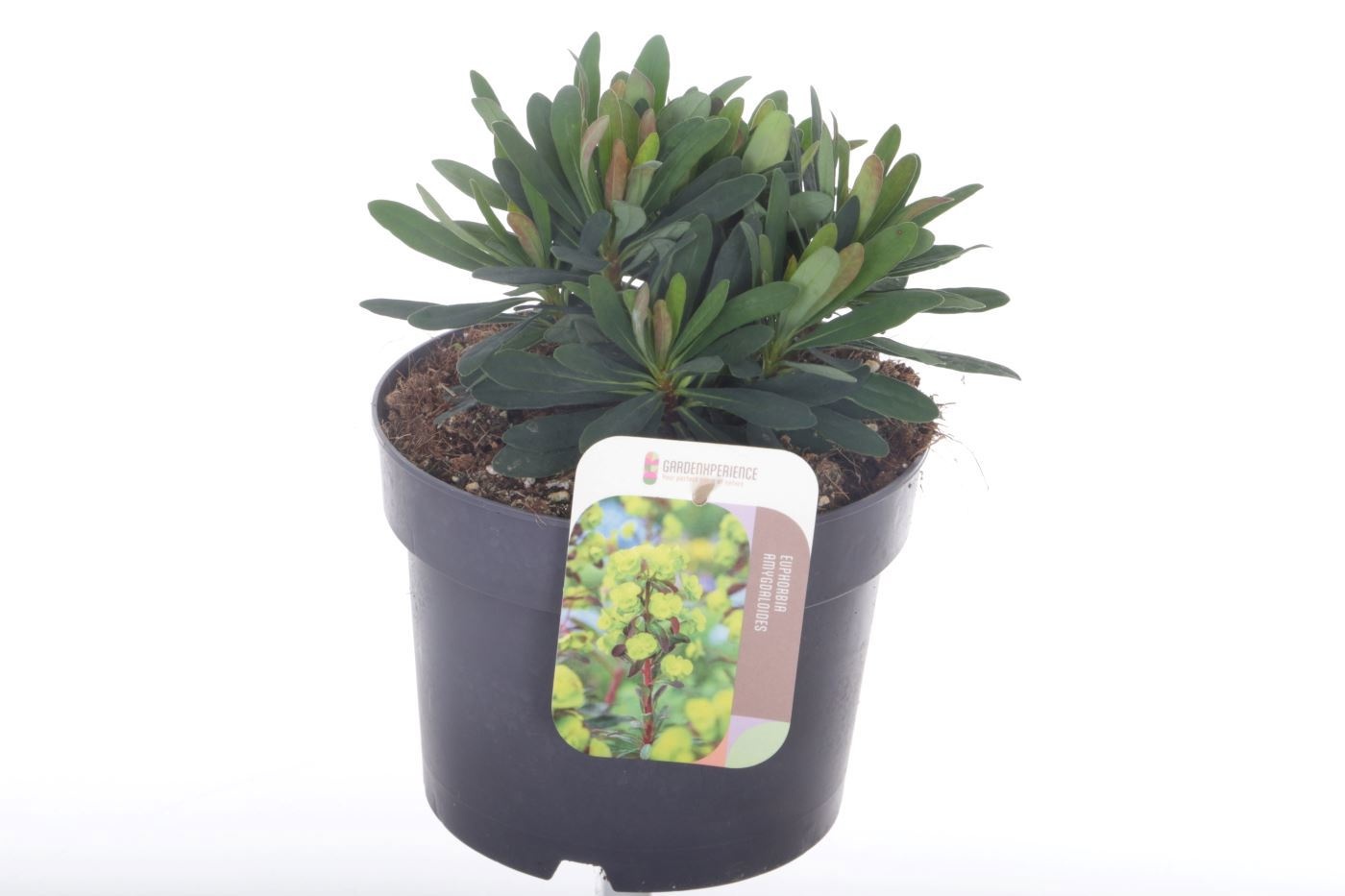 Euphorbia am. 'Purpurea'