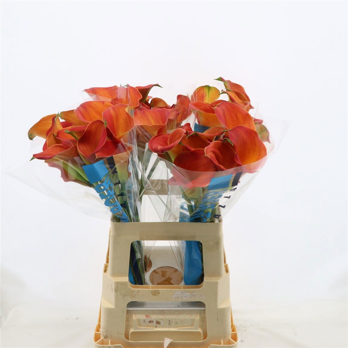 Calla Sunset Passion 60cm