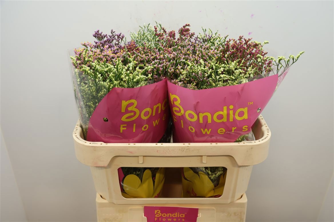 Limonium Sin Diamond Mixed 70cm 30gram