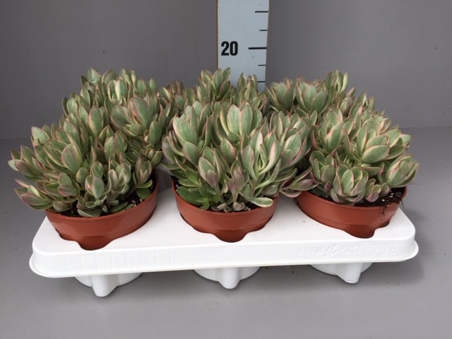 Picture of Crassula Swaziensis Variegata P12 15CM