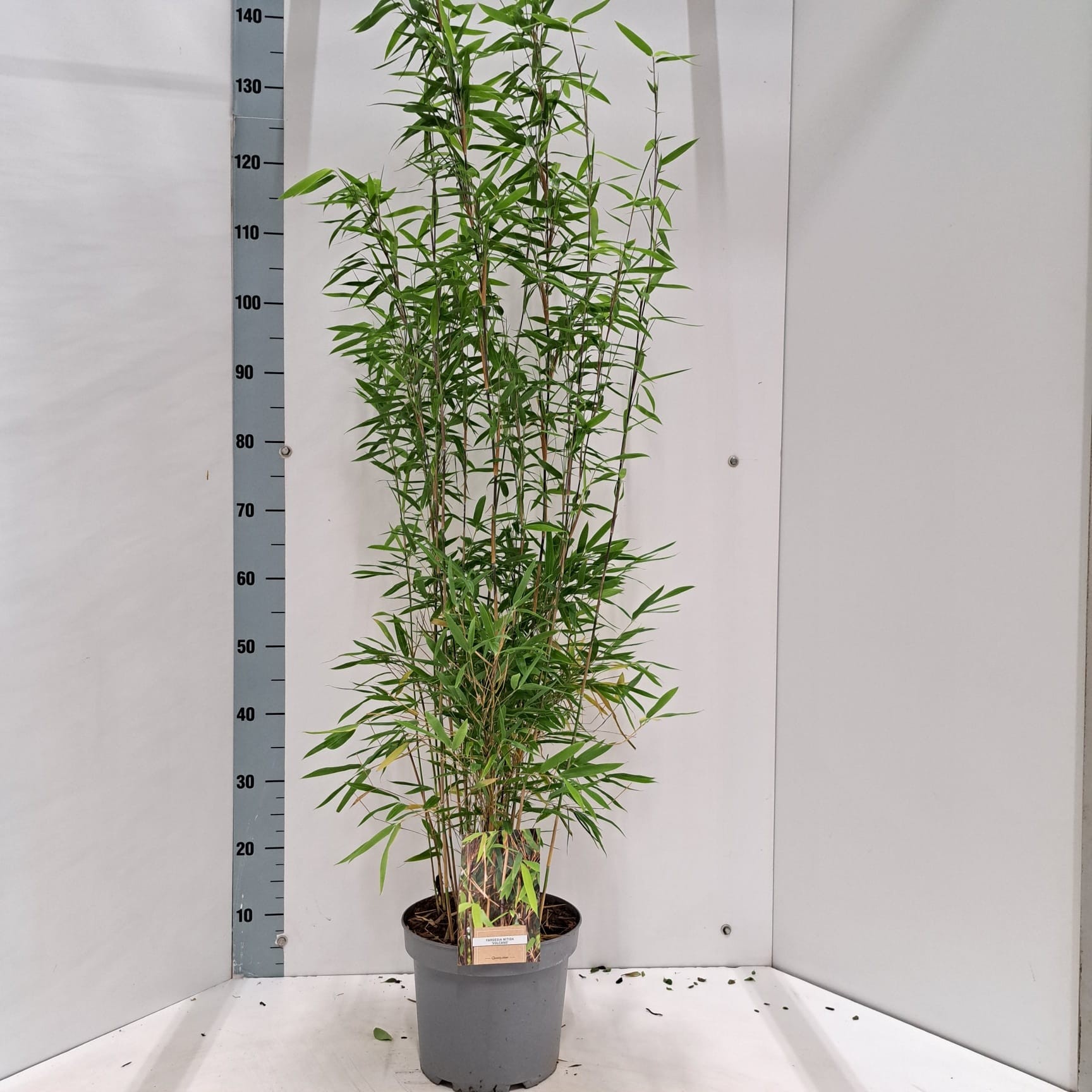 Fargesia nitida 'Volcano'