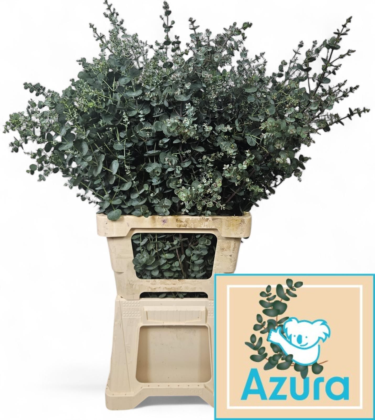 Euca Gu Azura 85L.cm