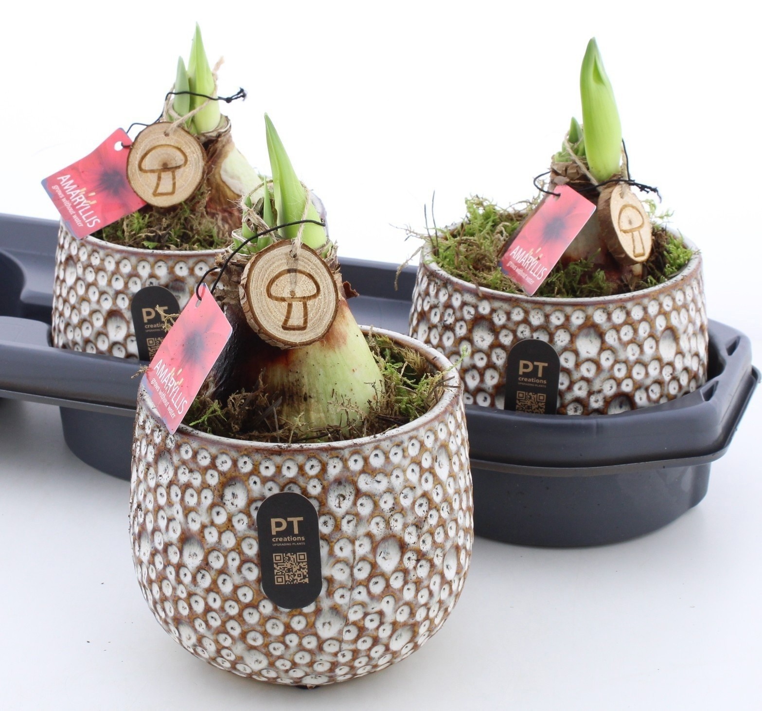 Arrangement Bulb 14Ø