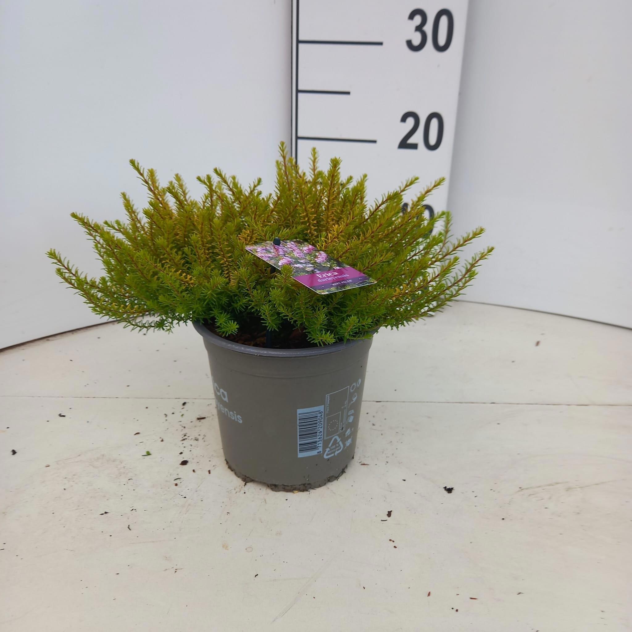 Erica darleyensis 'Mary Helen'