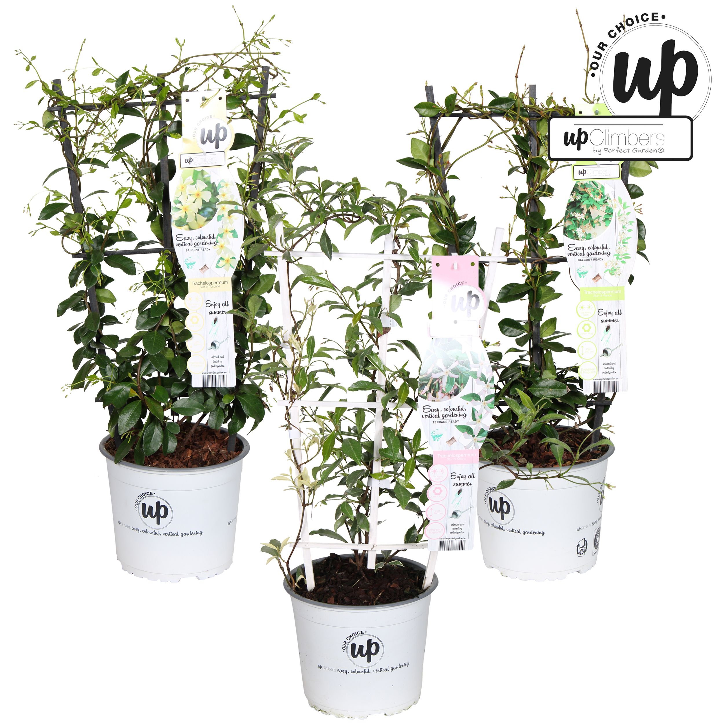 Picture of Trachelospermum Our Choice mix shelve P19