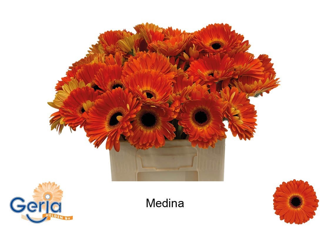 Gerbera Medina
