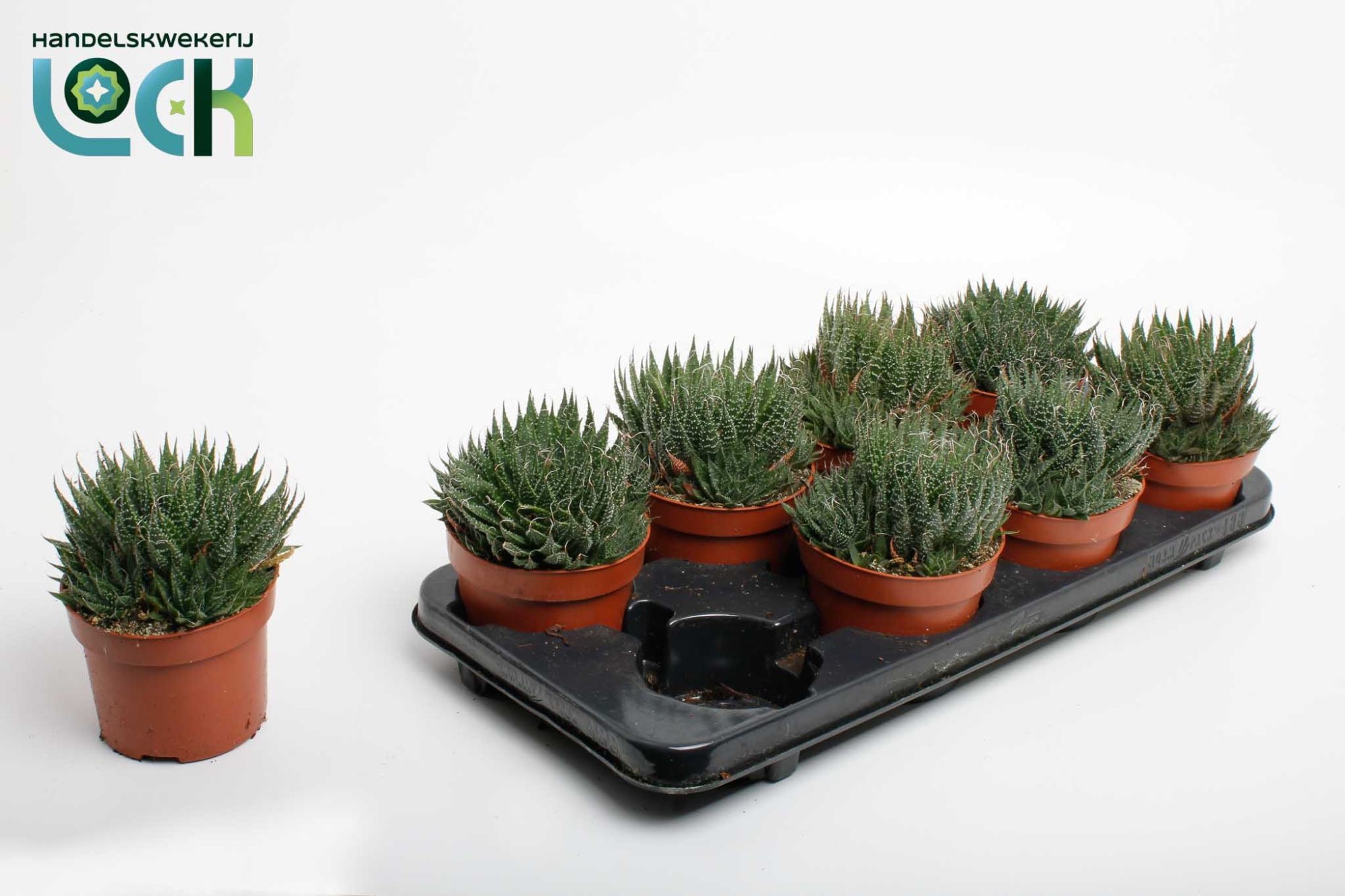 Aloe Mitriformis 12Ø 20cm