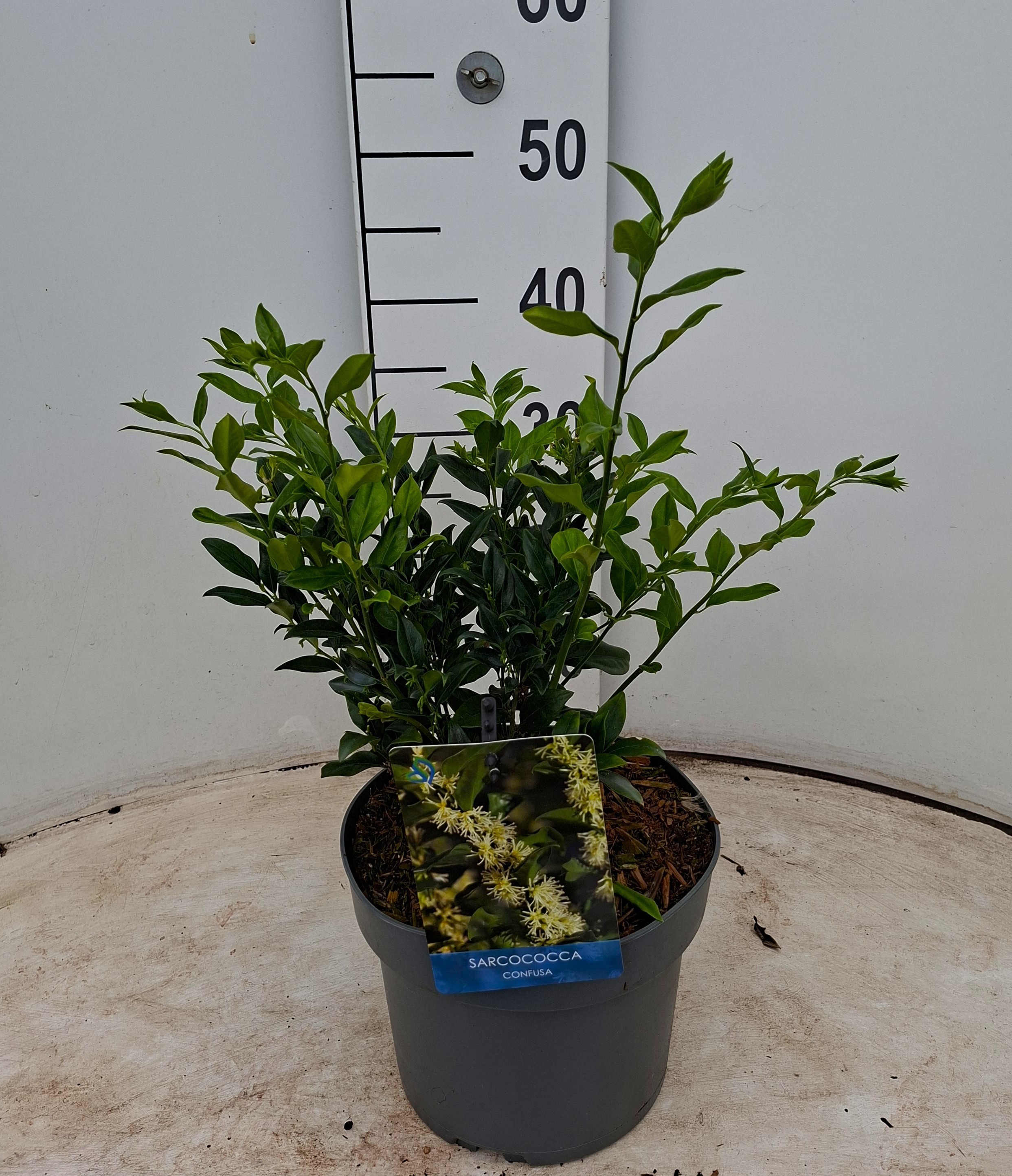 Sarcococca confusa
