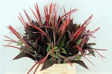 Dracaena Sanderiana 50cm