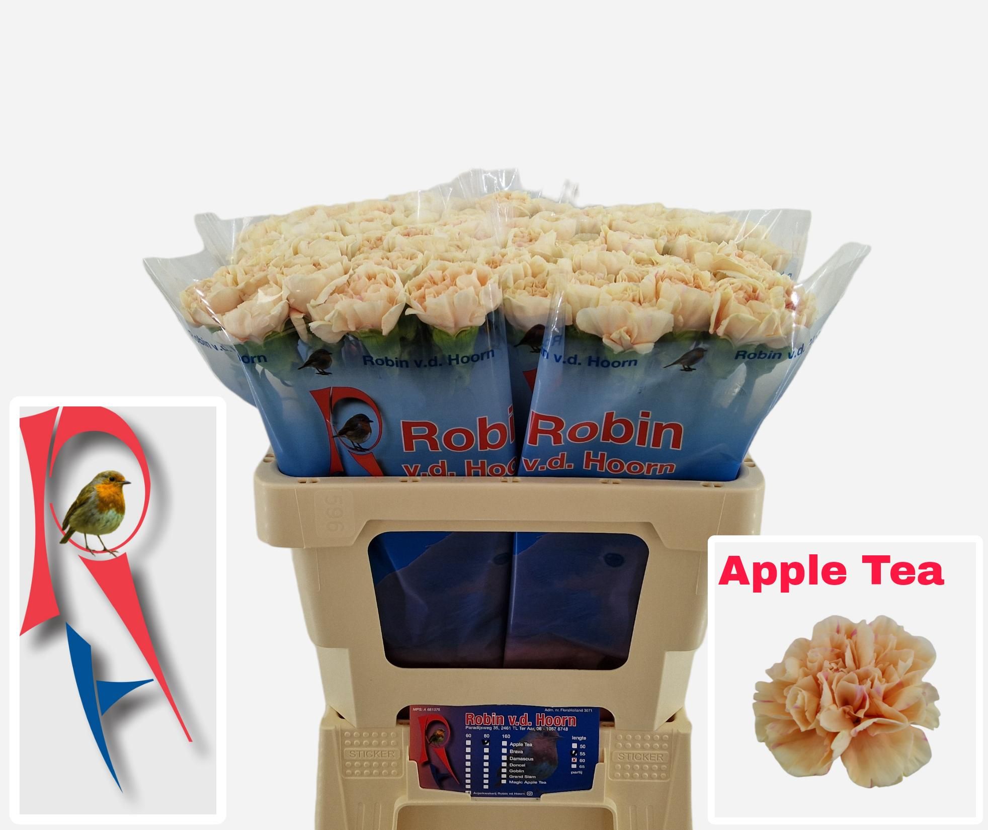 Dianthus St Apple Tea 50cm