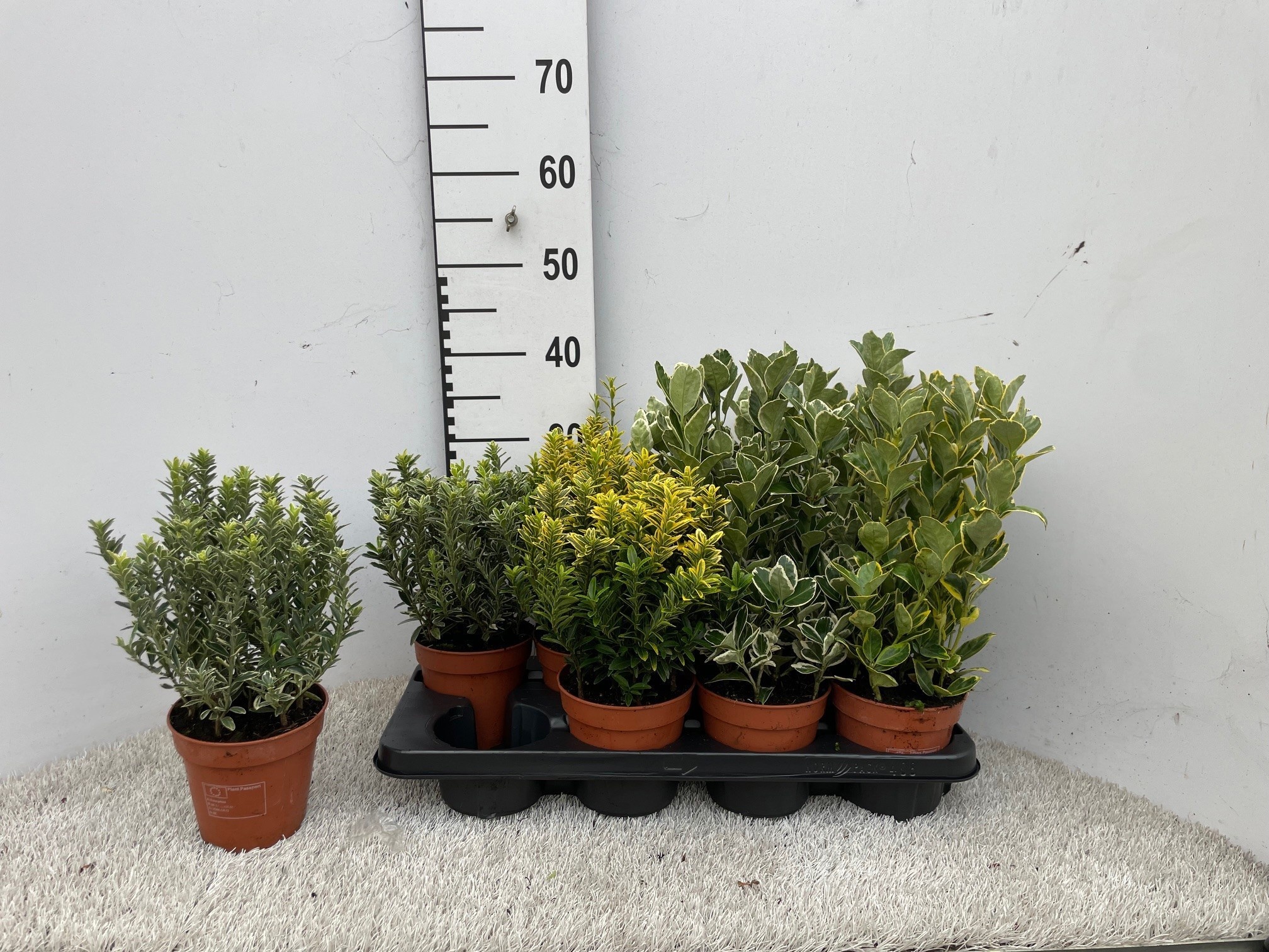 Euonymus Jap Gem 13P 30H 99bloei
