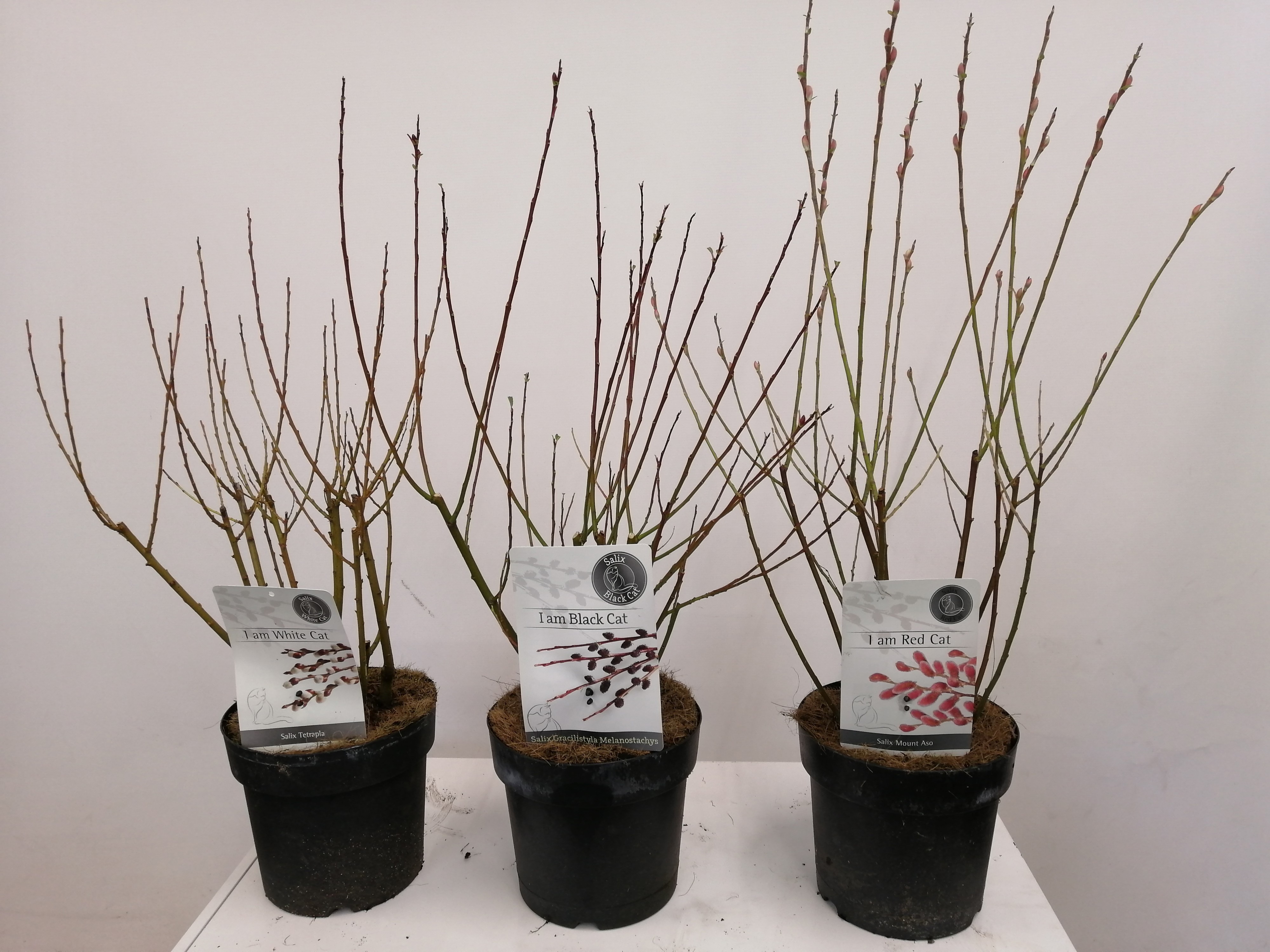 Picture of Salix mix bush p19