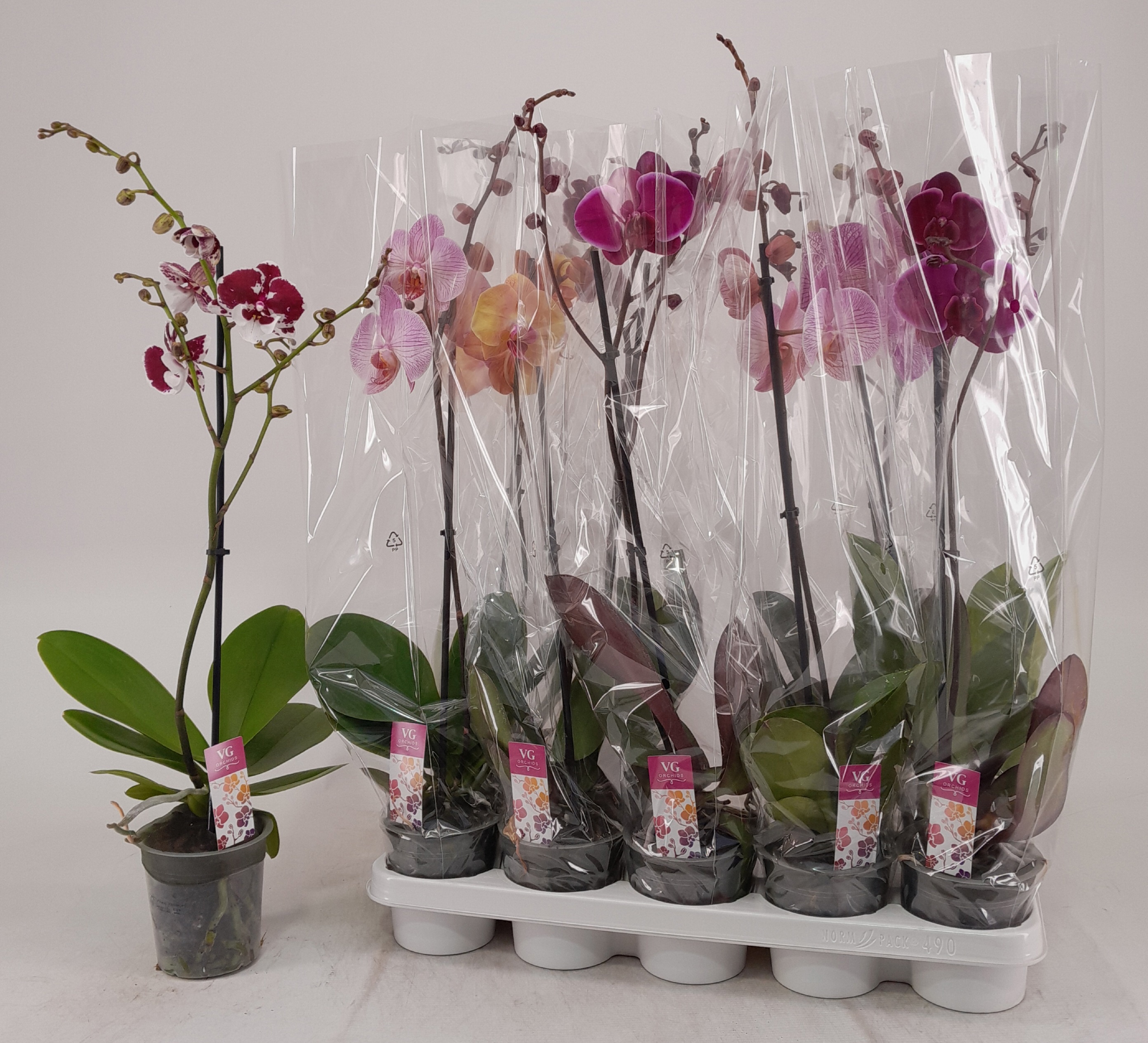 Phalaenopsis Asst 12Ø 70cm