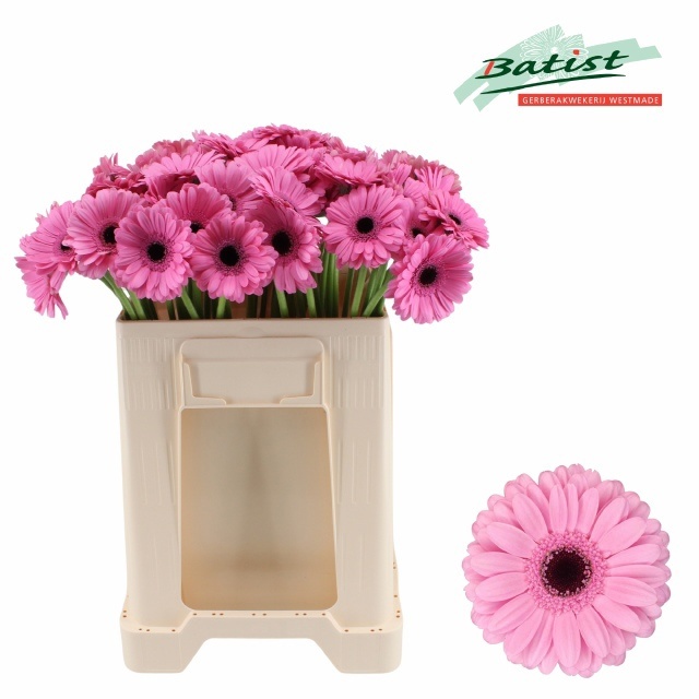 Gerbera Mini Talent