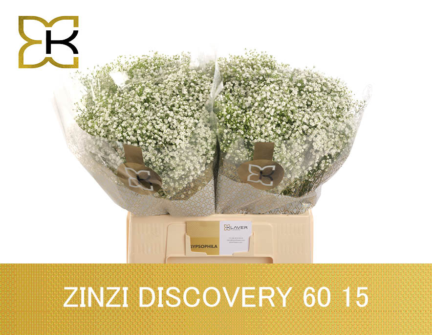 Gyps Pa Zi Discovery