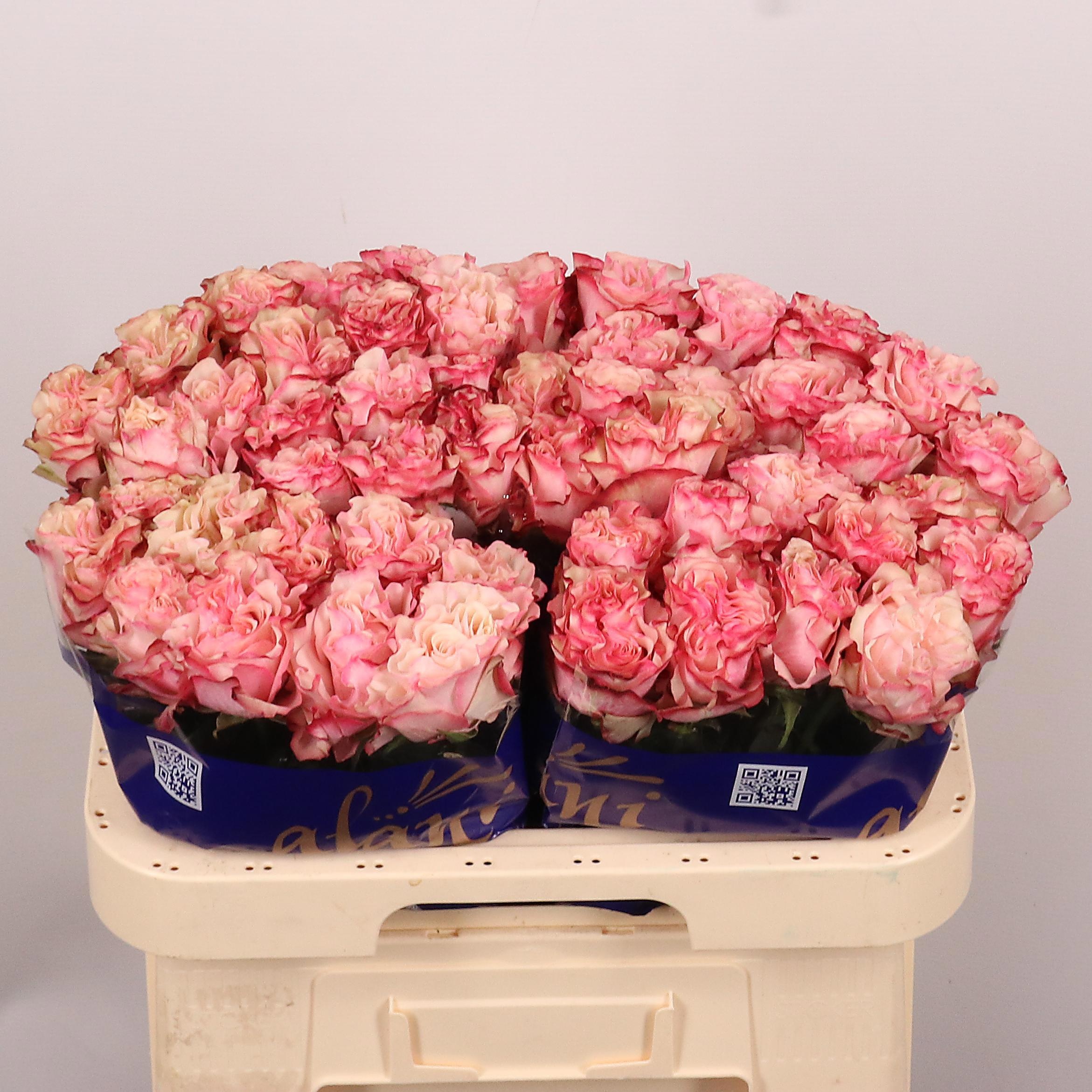Rosa Country Candy 60cm
