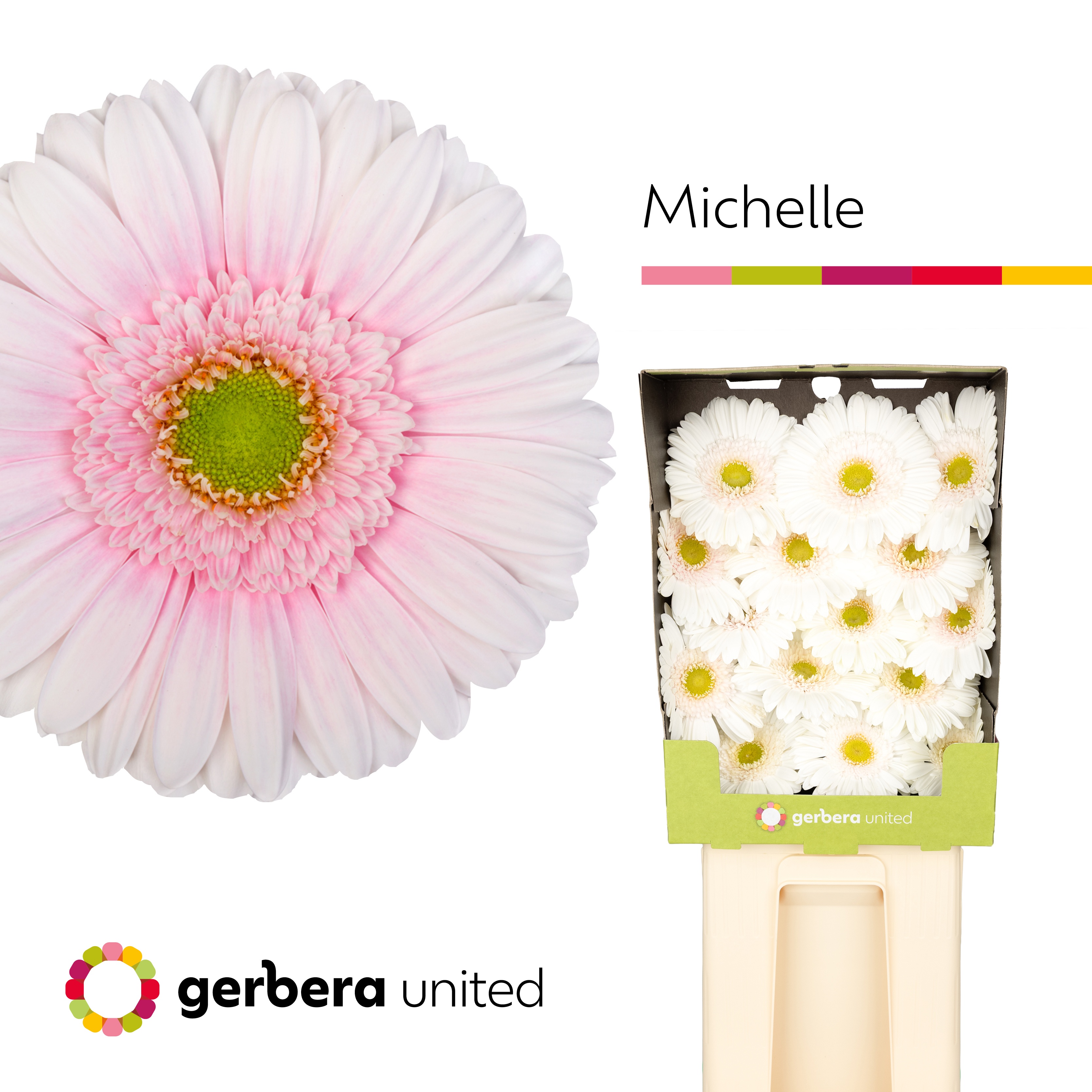 Gerbera Michelle Diamond