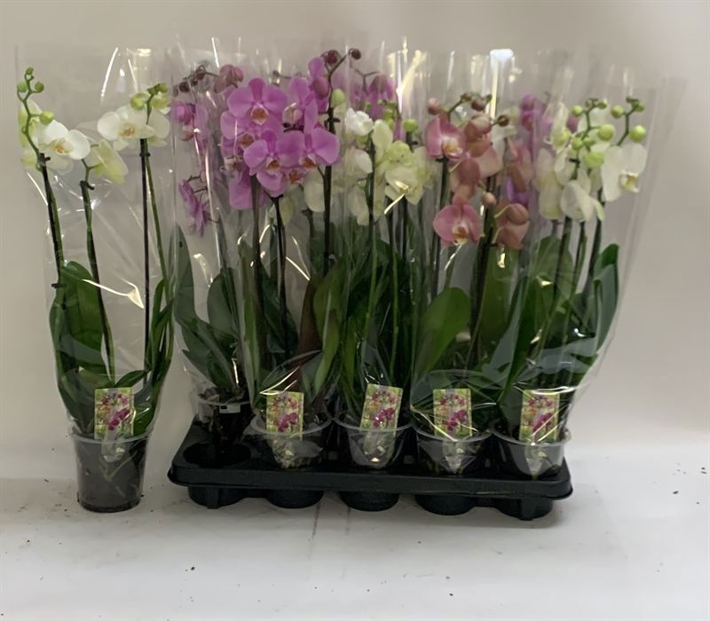Phal Gem 12P 60H 3TAK 15bloem 34bloei