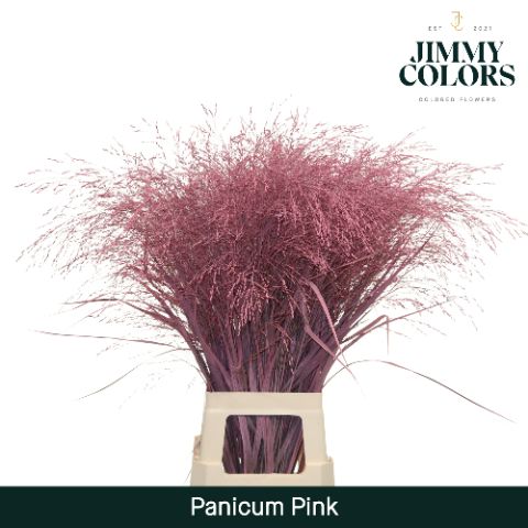 Panicum L90 Pink