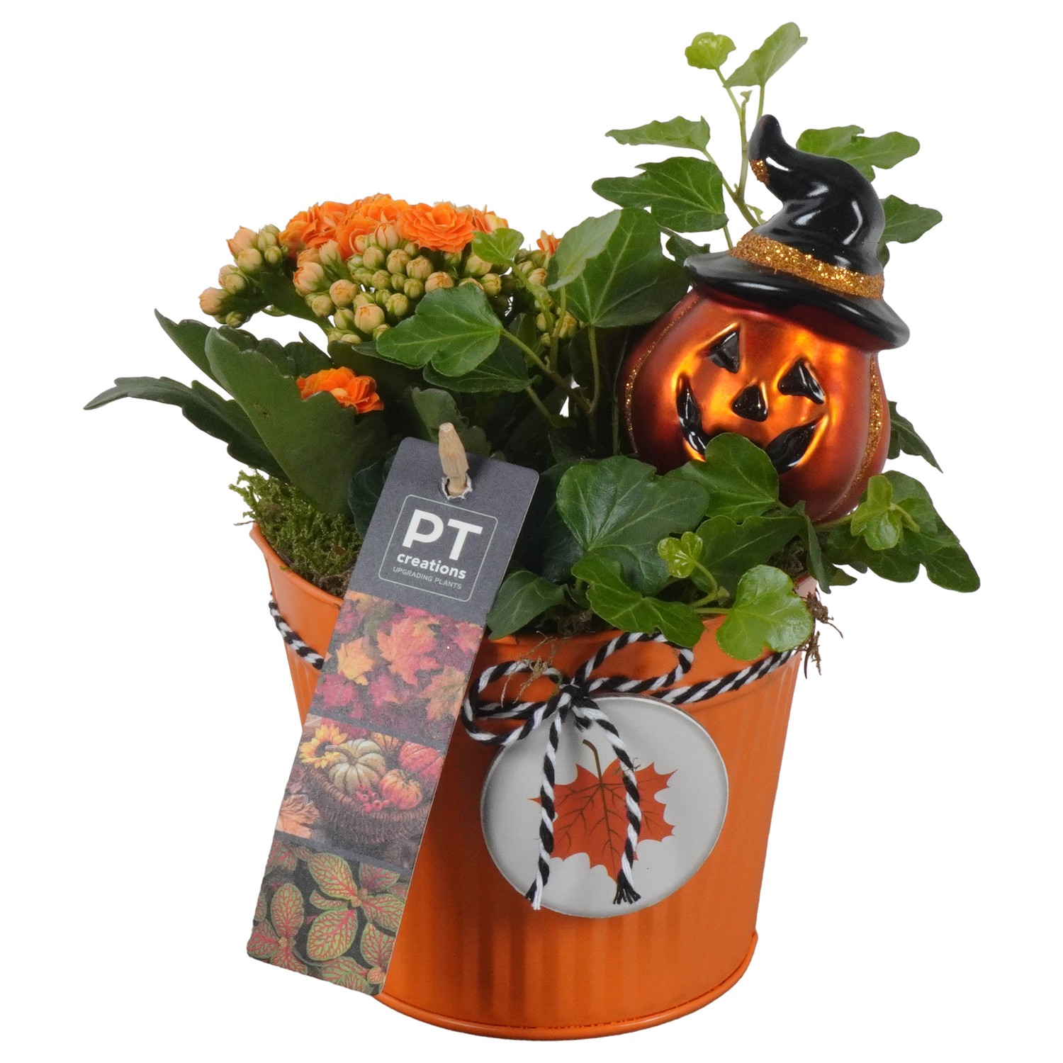 Picture of PTHL1920 Arrangement Halloween in zinc pot P12 20CM