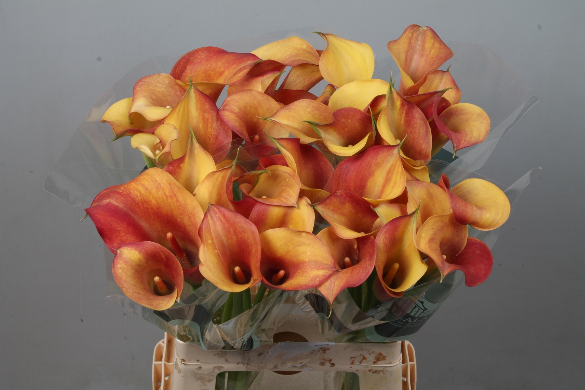 Calla Capt Trinity 65cm