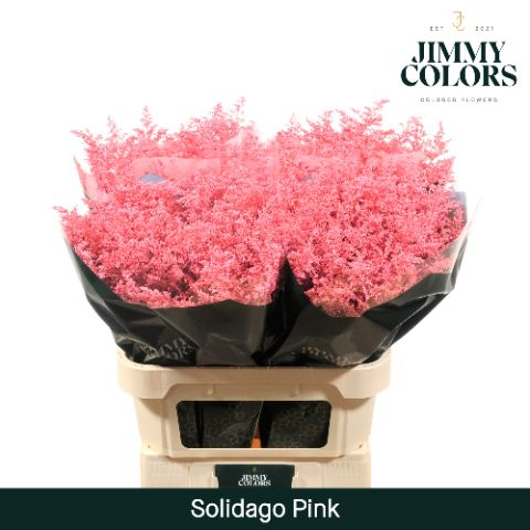 Solidago L70 Pink