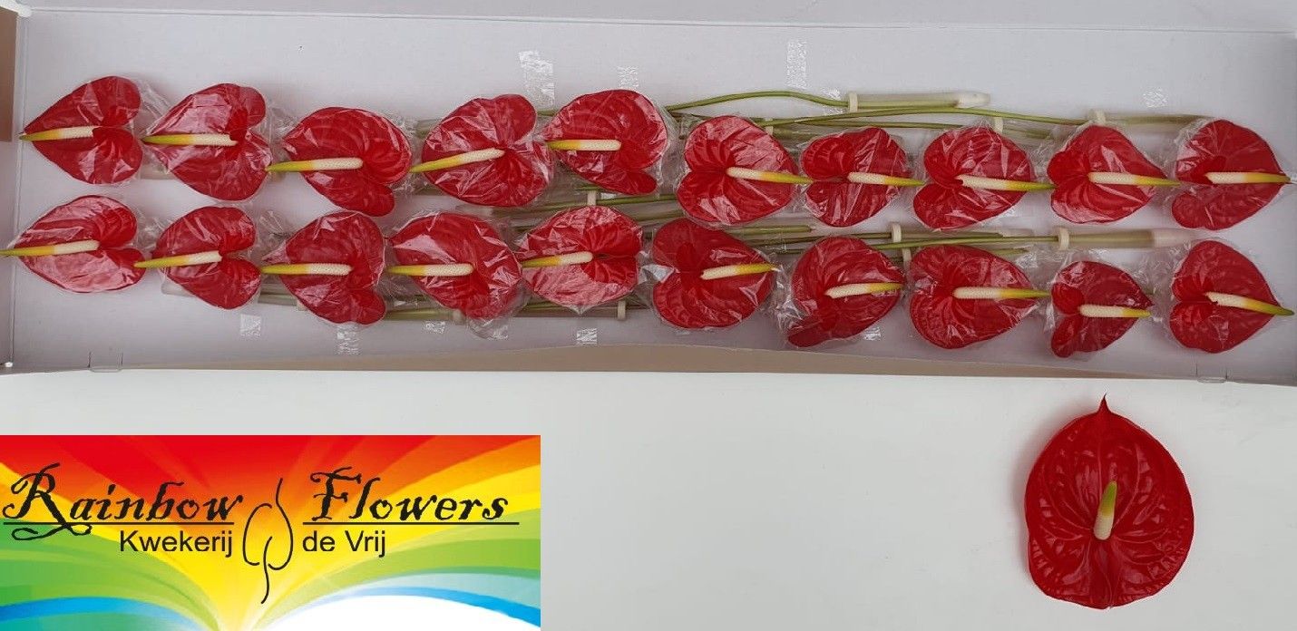 Anthurium Tropical 9Ø