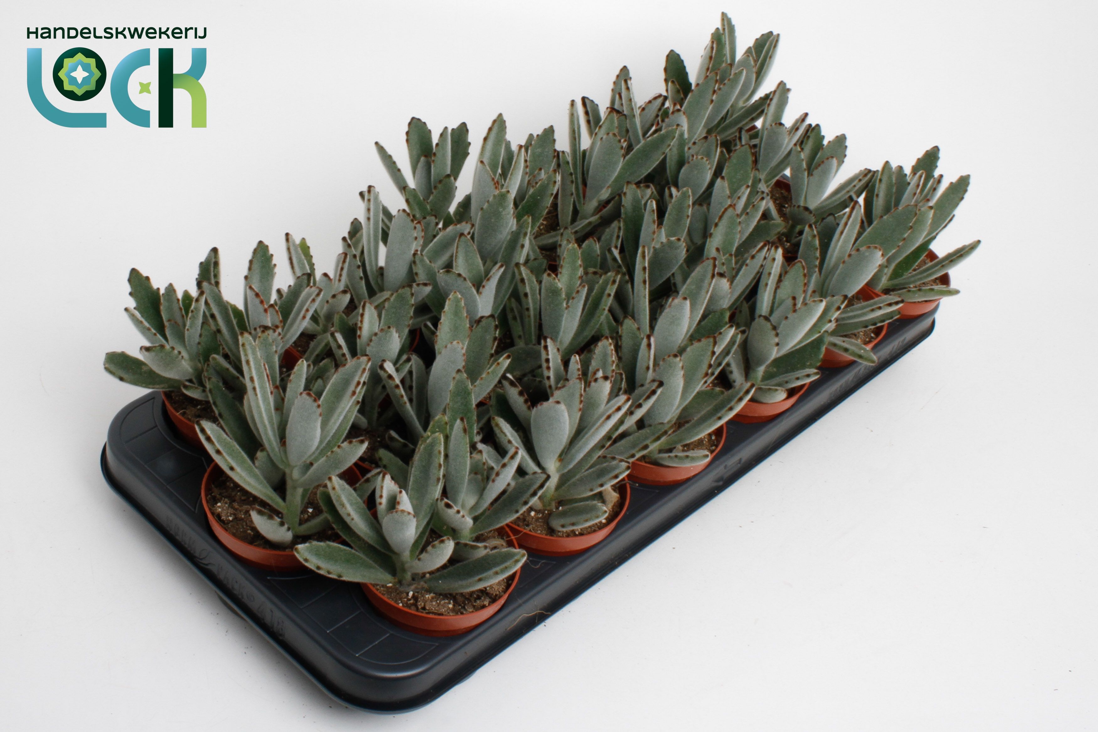 Succulenten Overig 508Ø 15cm