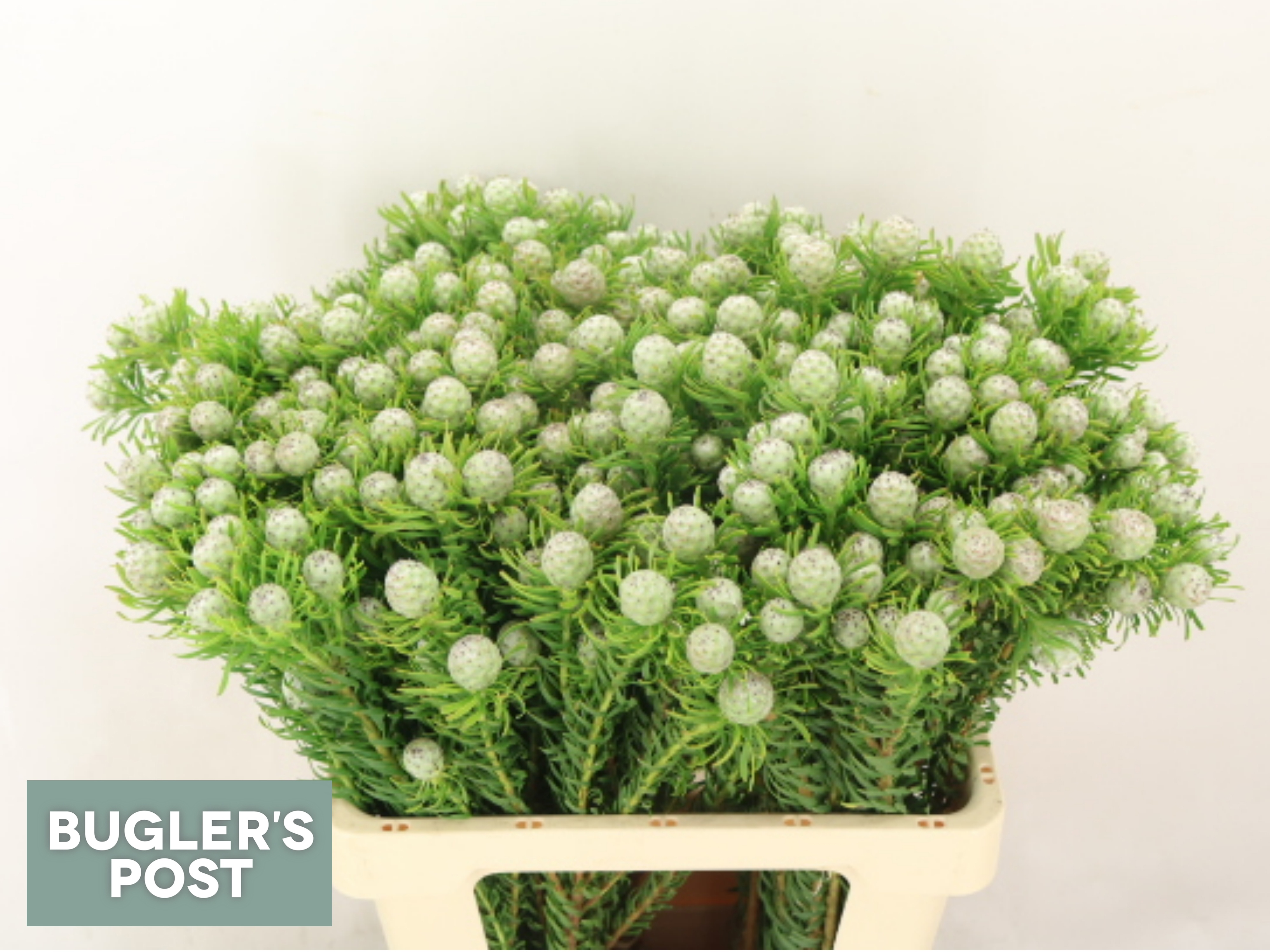 Leucadendron L Jad Pe Vert 60cm