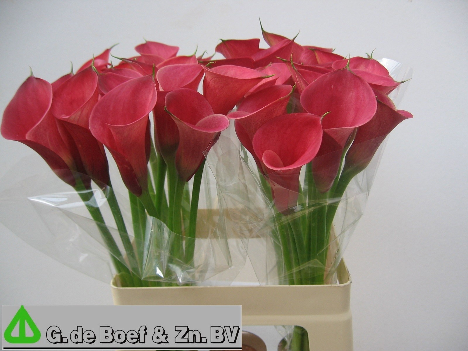 Calla Nashville 60cm