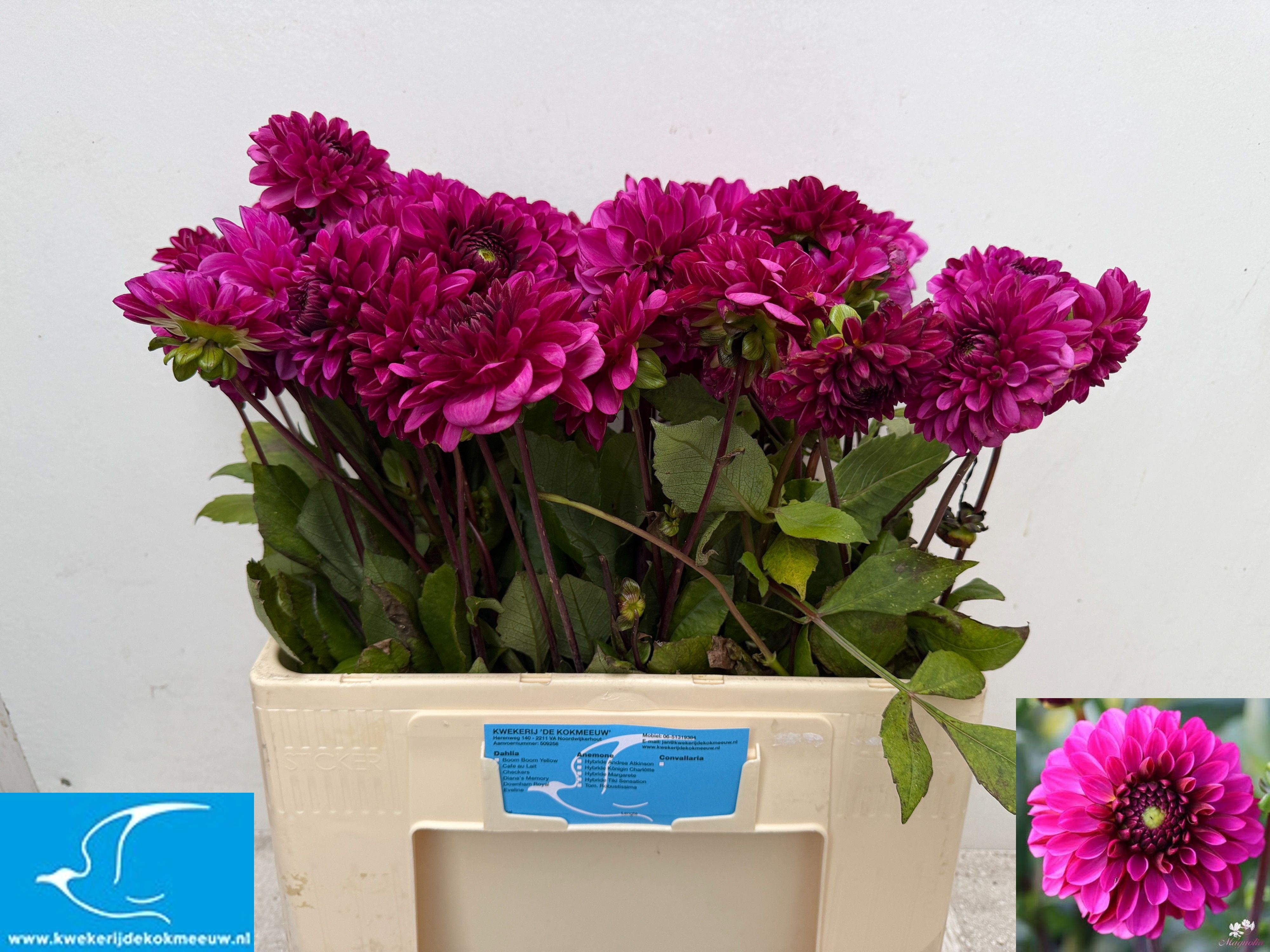 Dahlia Lilac Bull 50cm