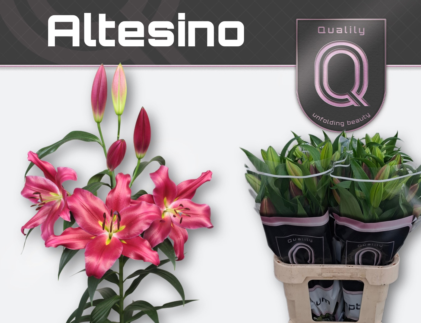 Li Ot Altesino 90cm 4/5bl