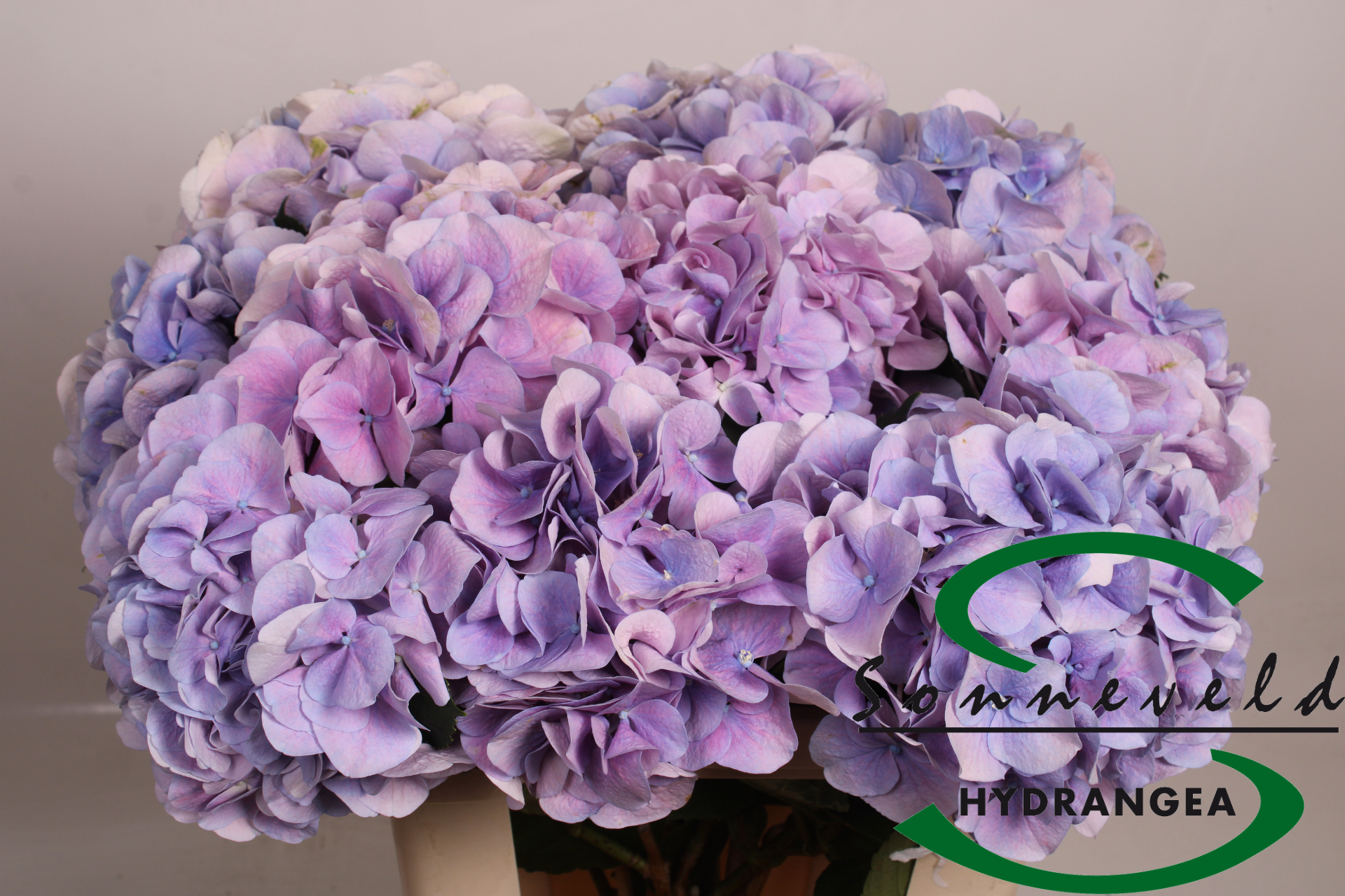 Hydrangea Marsepein Milka 60cm 14Ø