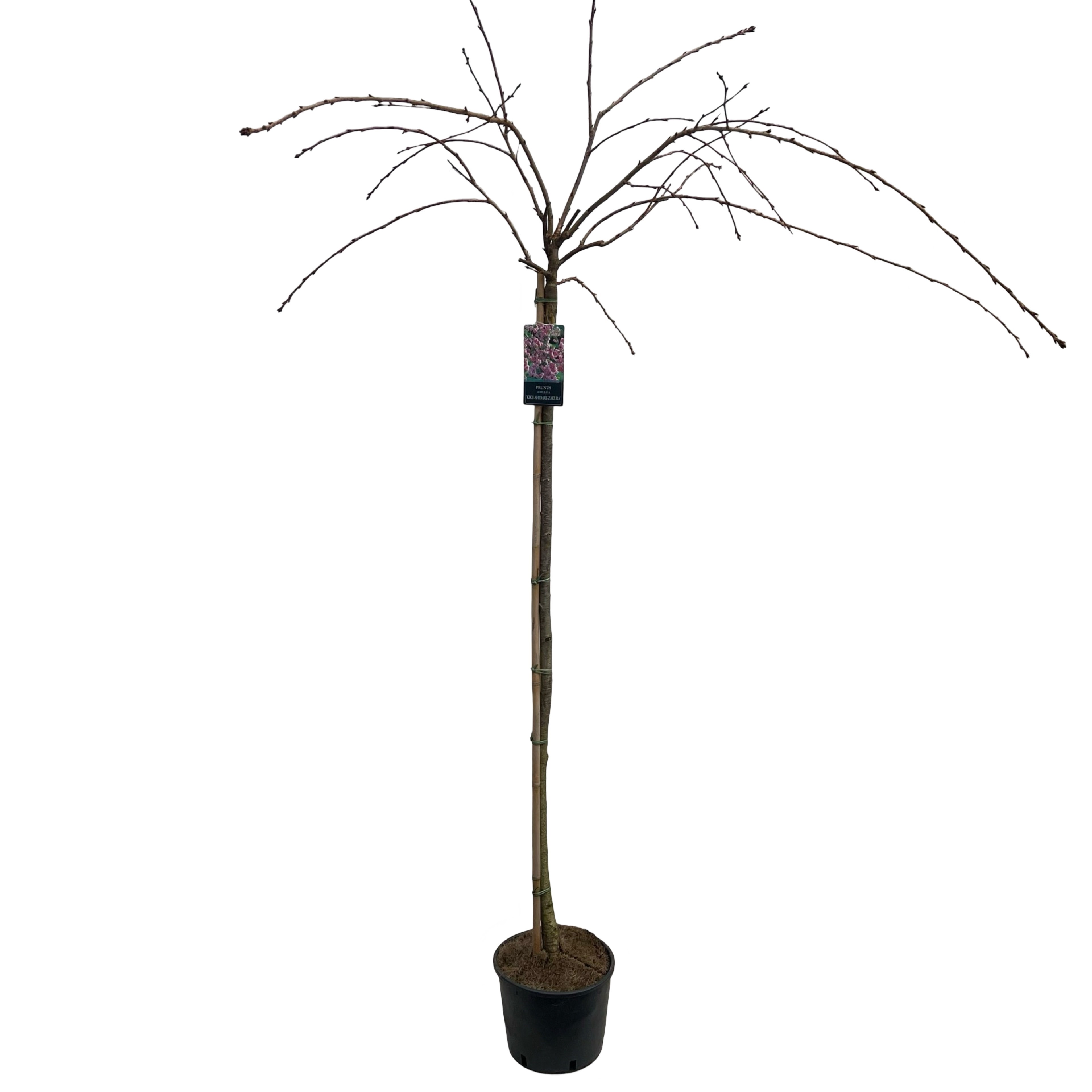 Picture of Prunus serr. 'Kiku-Shidare' Stam 150cm