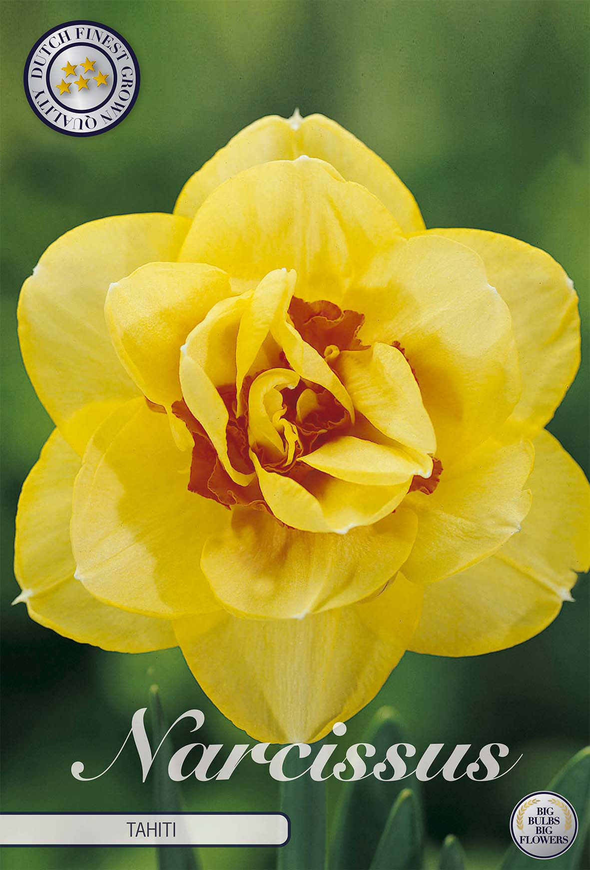 Narcissus (D) 'Tahiti'