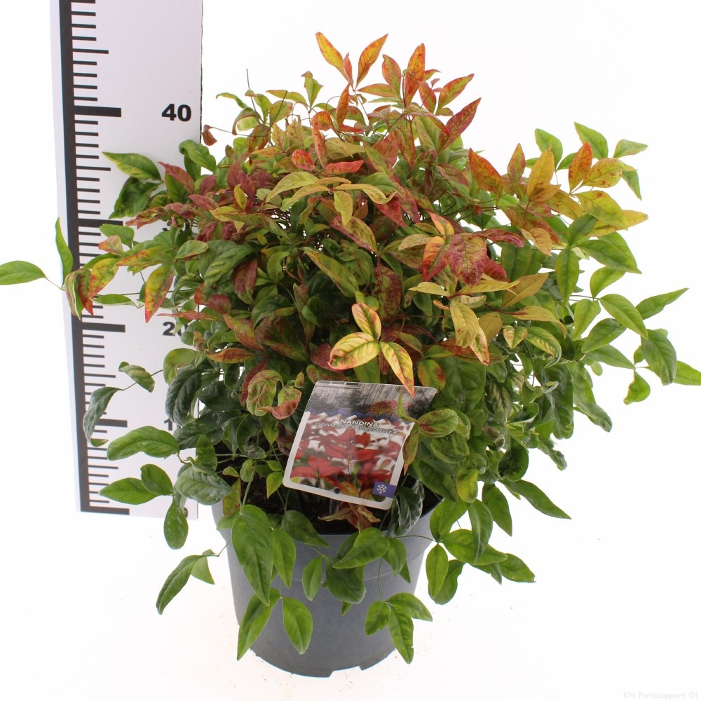 Nandina domestica 'Fire Power'