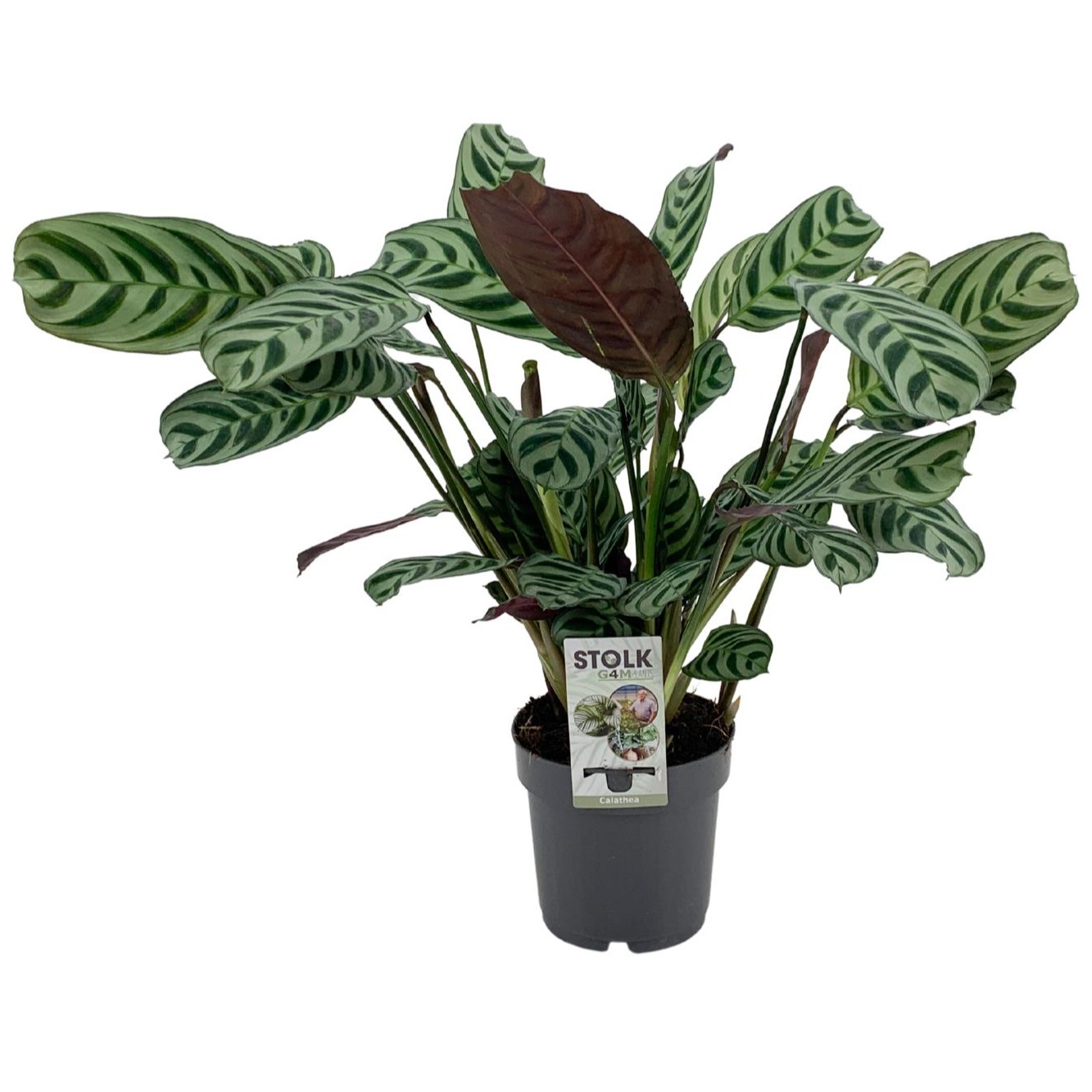 Picture of Ctenanthe Burle Marxii P14 45cm