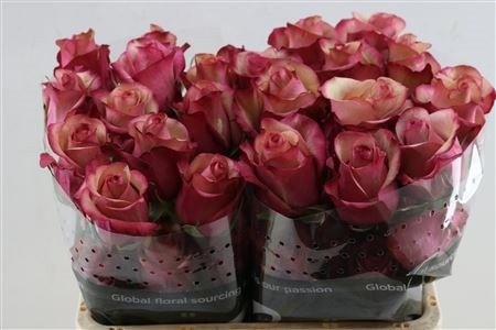 Rosa Vintage 60cm
