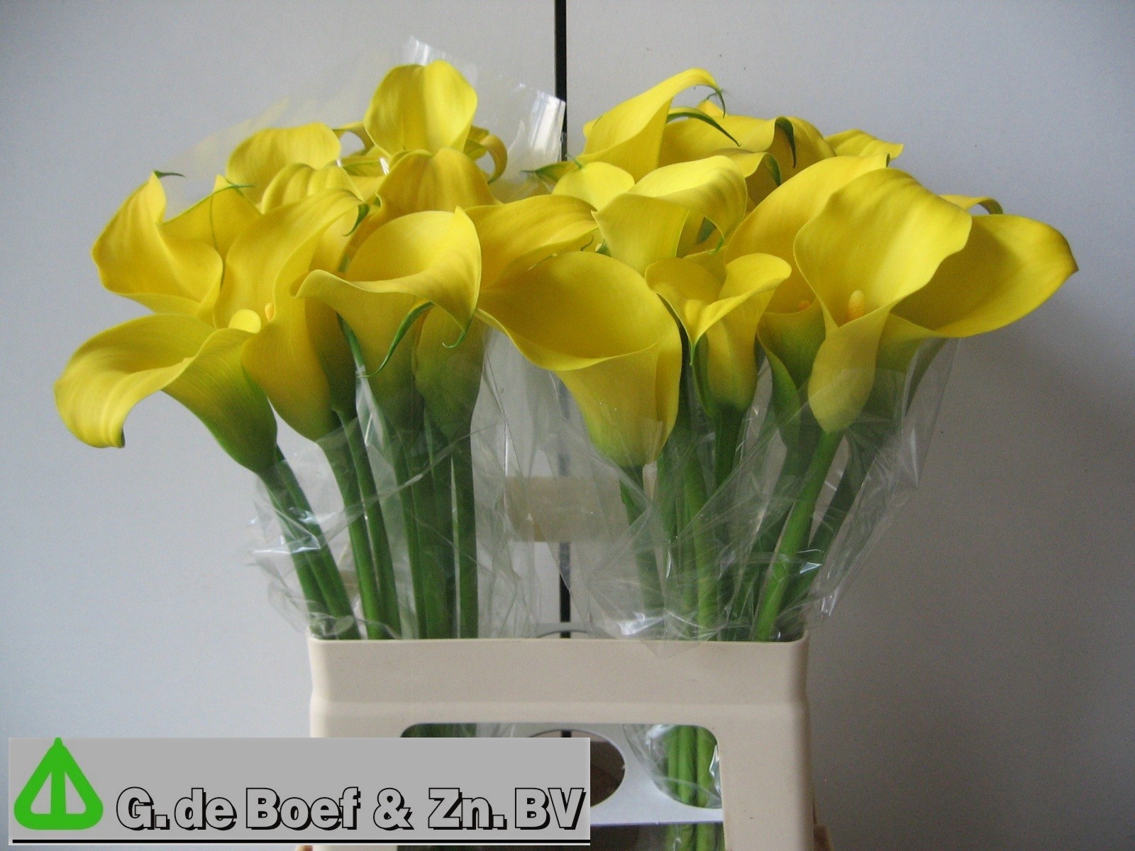 Calla Capt Solo 60cm